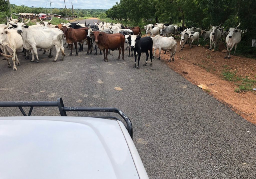 cows cows